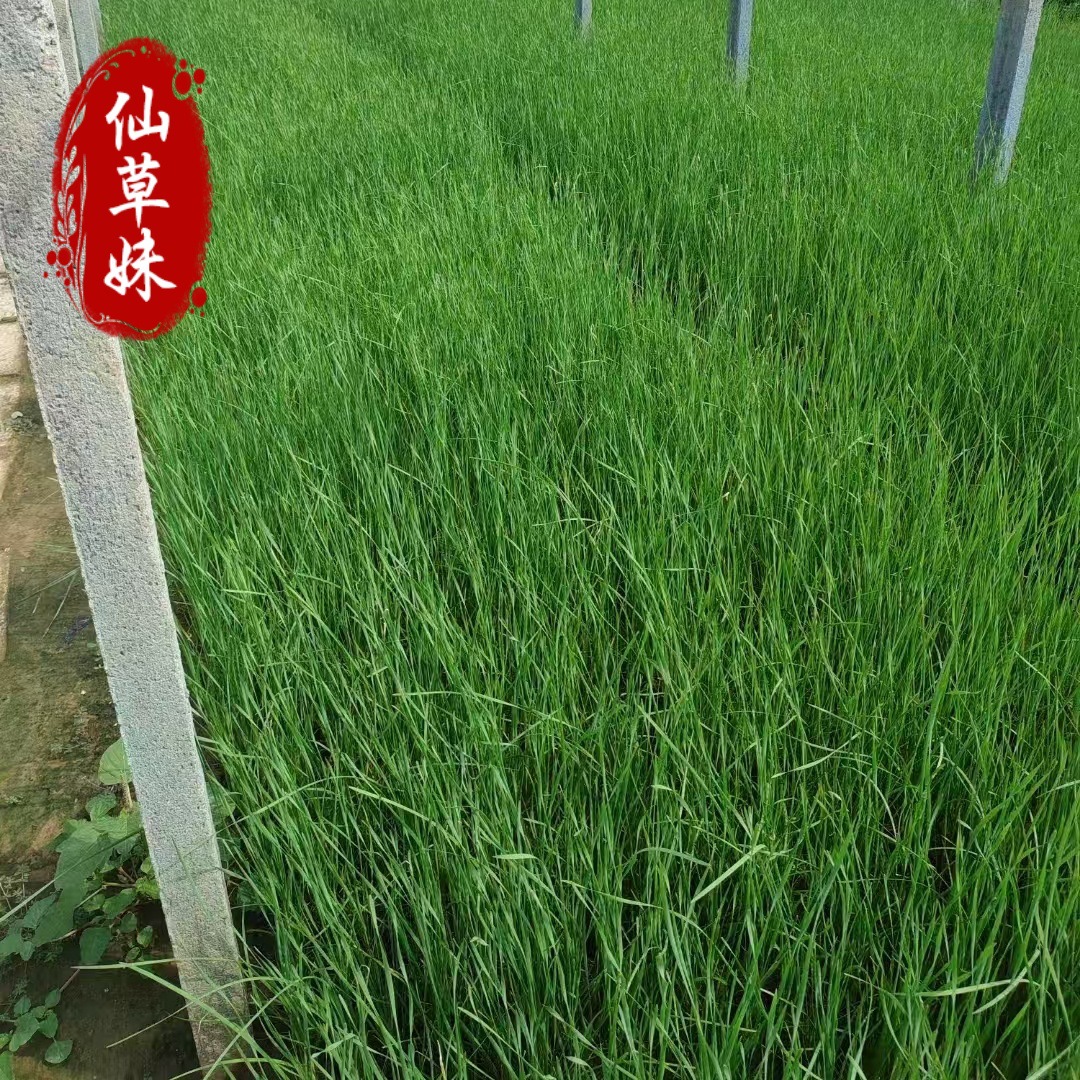 Floating Water Plant Fragrant Cattail Seedlings, Water Candles, Cattails, Calamus, Cattail Sticks, Pond Wetland Park Aquatic Plant Greening