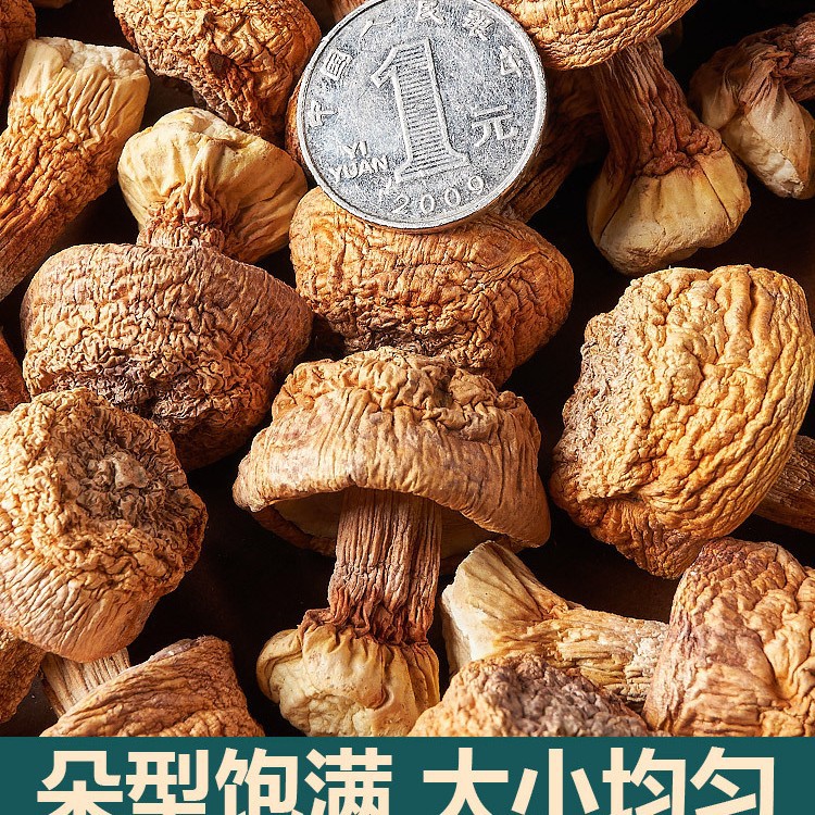 2025 Yunnan Deep Mountain Agaricus Blazei Dry Goods Brazilian Mushroom Natural Plateau Cultivated Mushroom Raw Materials 250g in Bulk