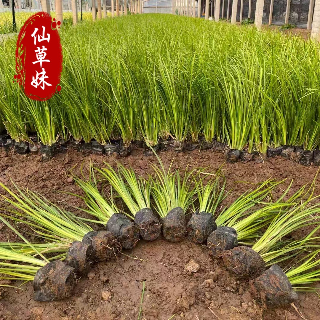 Golden Leaf Calamus Potted Seedlings Green Plant Potted Yellow Calamus Seedlings Plant Wholesale Landscape Ground Cover Flower Mirror Wetland Water Culture