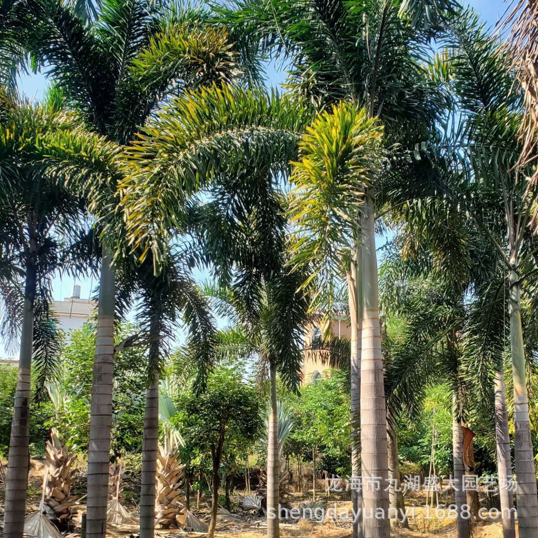 Fujian Fennel Coconut Base Zhejiang Fennel Coconut Price Northern Indoor Greenhouse Fennel Coconut Wholesale