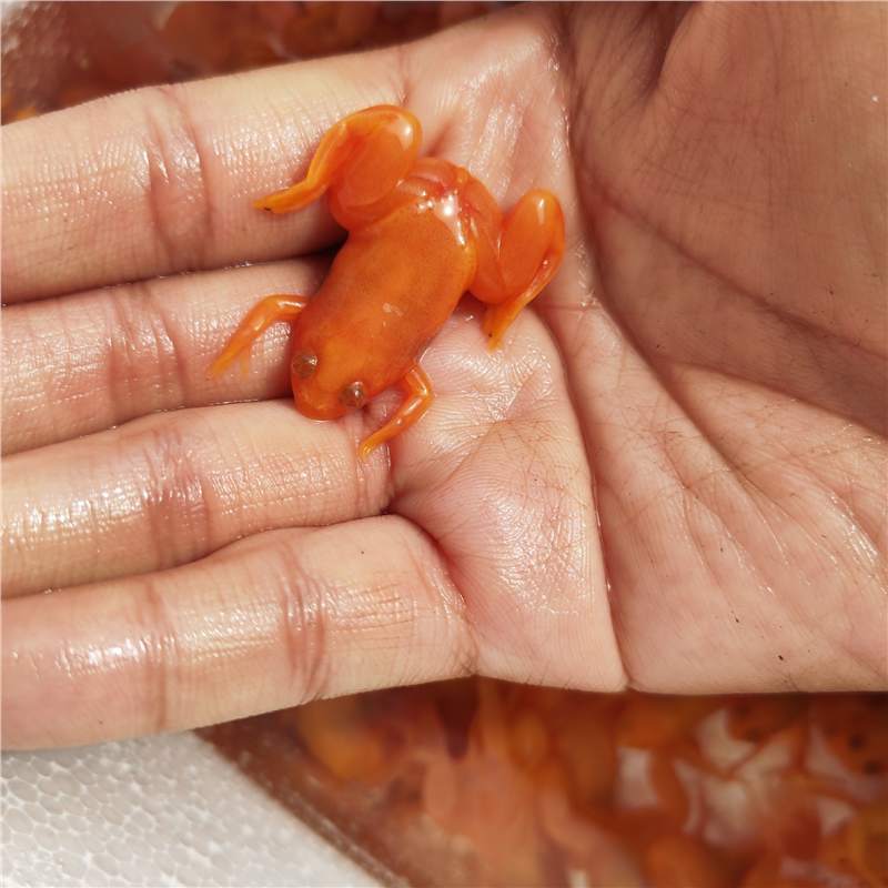 Золотая лягушка, живой питомец, корма для арованы, маленькая золотая лягушка, декоративная лягушка, легкий уход и любовь к разведению