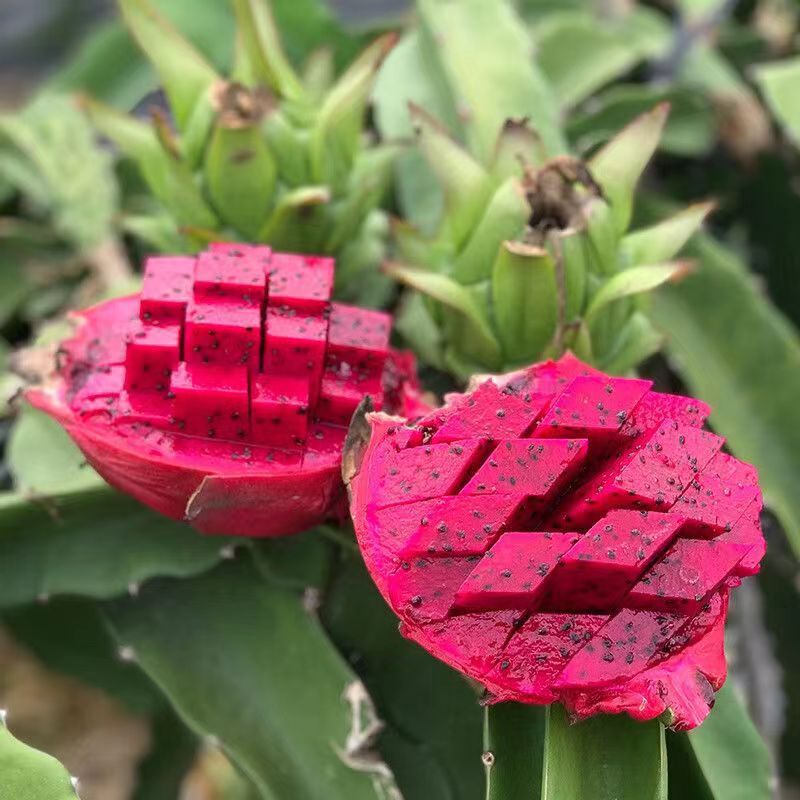 Guangxi Red Dragon Fruit, Domestically Grown, 2-3 Pounds, 2.5kg Fresh Fruit, Freshly Picked Red Dragon Fruit, One-Piece Wholesale