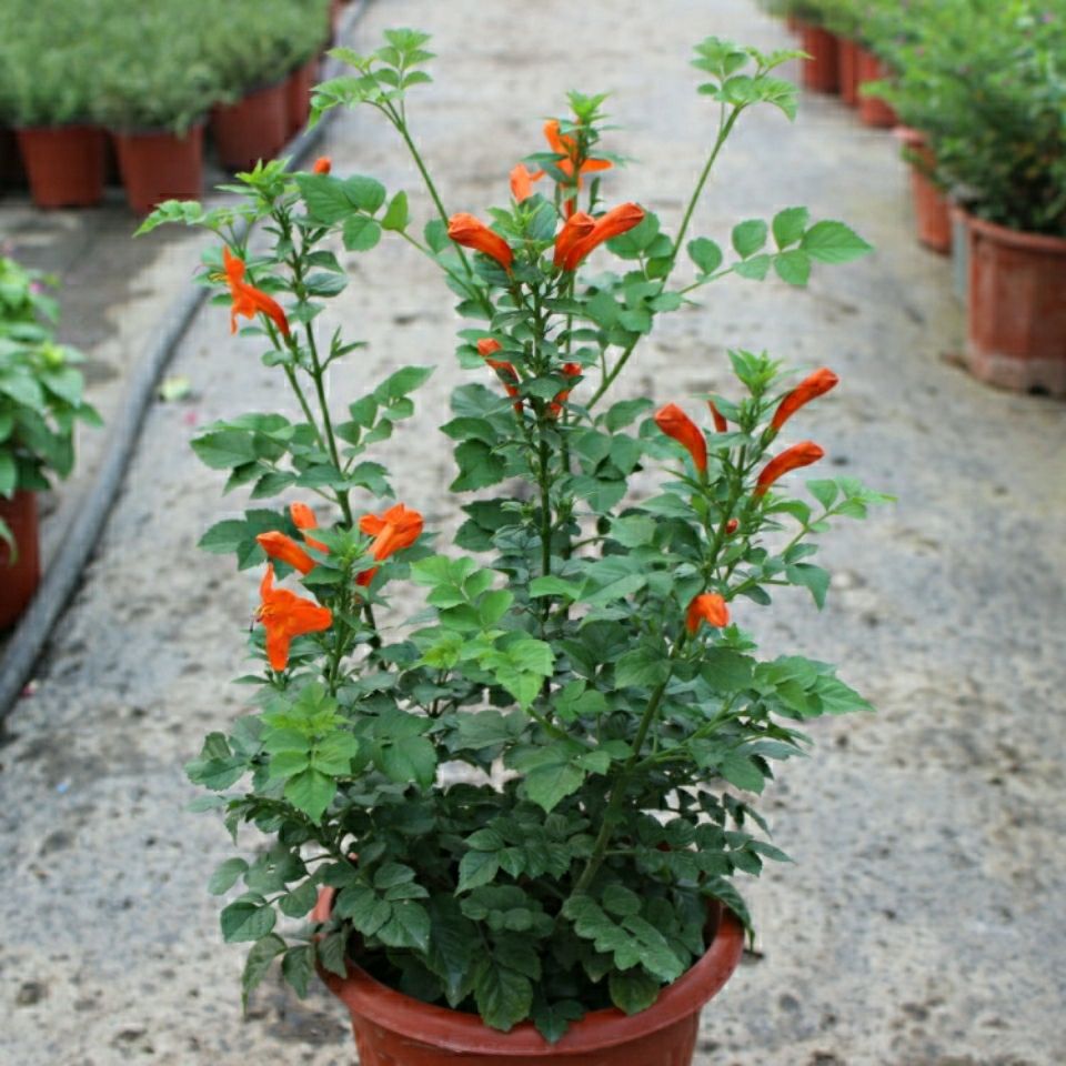 Balcony Flower Pots with Hard-Barked Morning Glory, South African Annual Flowering Firecracker Flower, Four-Season Morning Glory