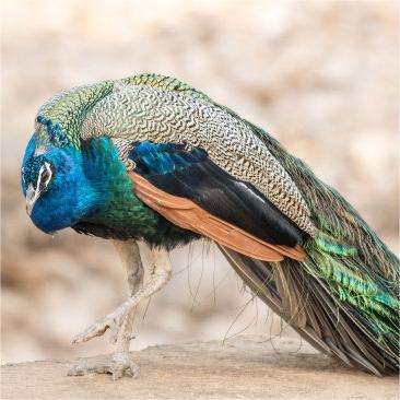 Взрослый павлин, живой голубой павлин/белый павлин на выбор, здоровый взрослый павлин, декоративный питомец павлин, бесплатная доставка