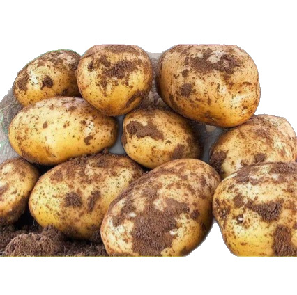 Freshly Dug and Shipped from Dingxi, Gansu, High-Mountain Potatoes with Yellow Flesh and Sandy Texture, Organic Potatoes Grown by Local Farmers