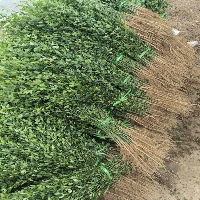 Prickly Fence Hawthorn Seedlings, 2-Year-Old Hawthorn Saplings, Height 50cm Cm, Citrus Aurantium Saplings, Shipped with Moisture Retention and Free Shipping