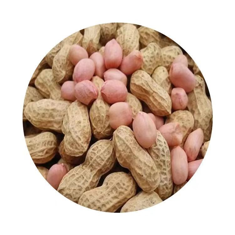 New goods in the season fresh peanut with Shell dried flowers growing big peanut farm self-planted dried bulk one-piece delivery