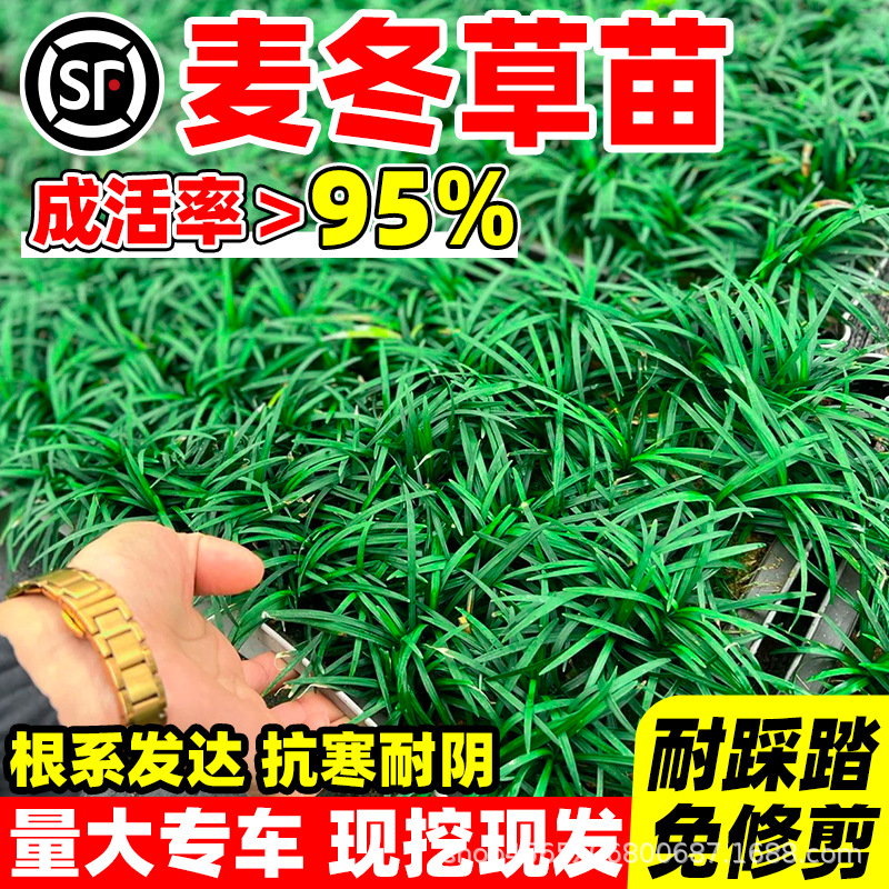 Японский карликовый опиопогон японикус, газонная трава для озеленения, холодостойкие саженцы травы с золотистыми краями