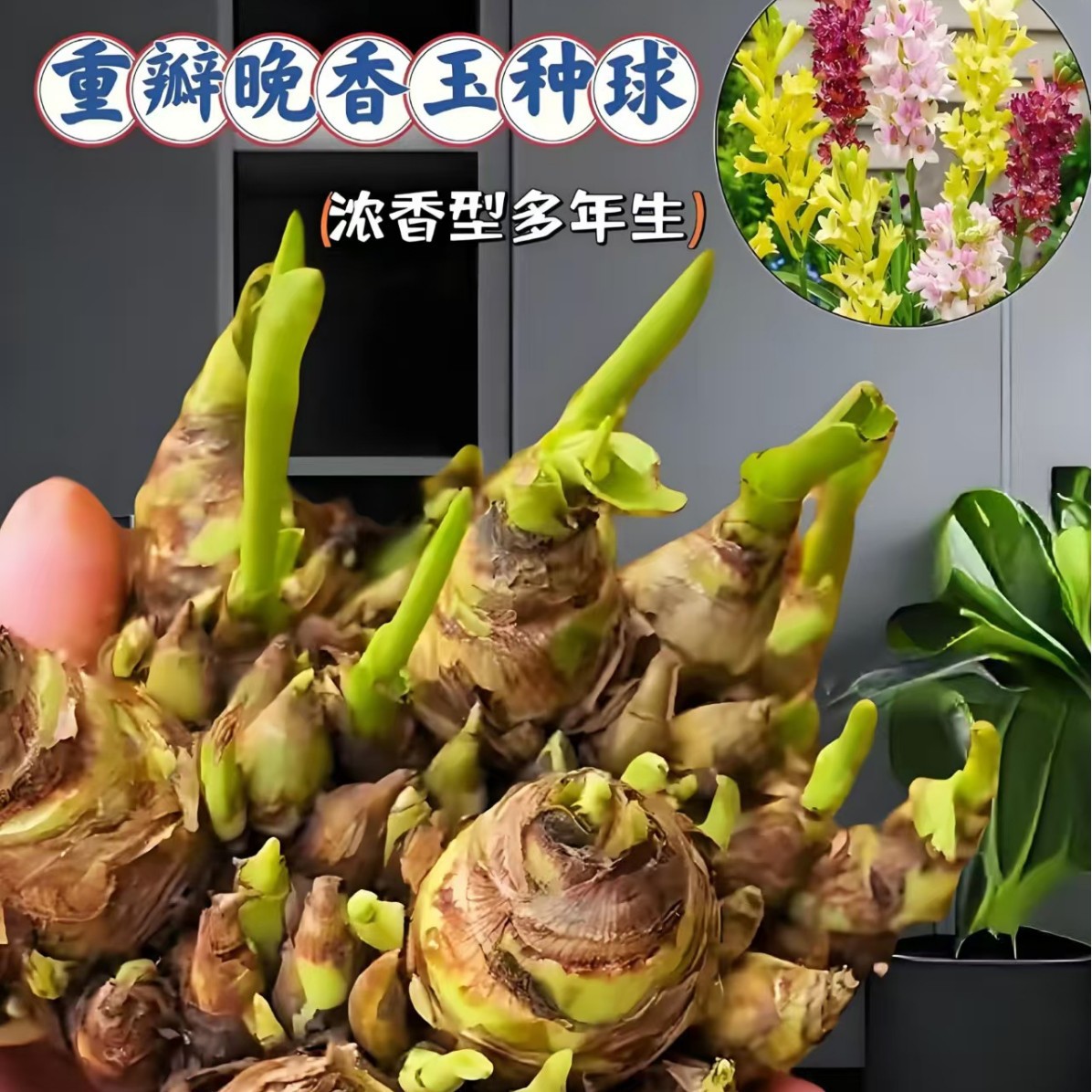 Луковицы туберозы, цветы на ночь, многолетние растения с сильным ароматом, легкие в выращивании в любое время года
