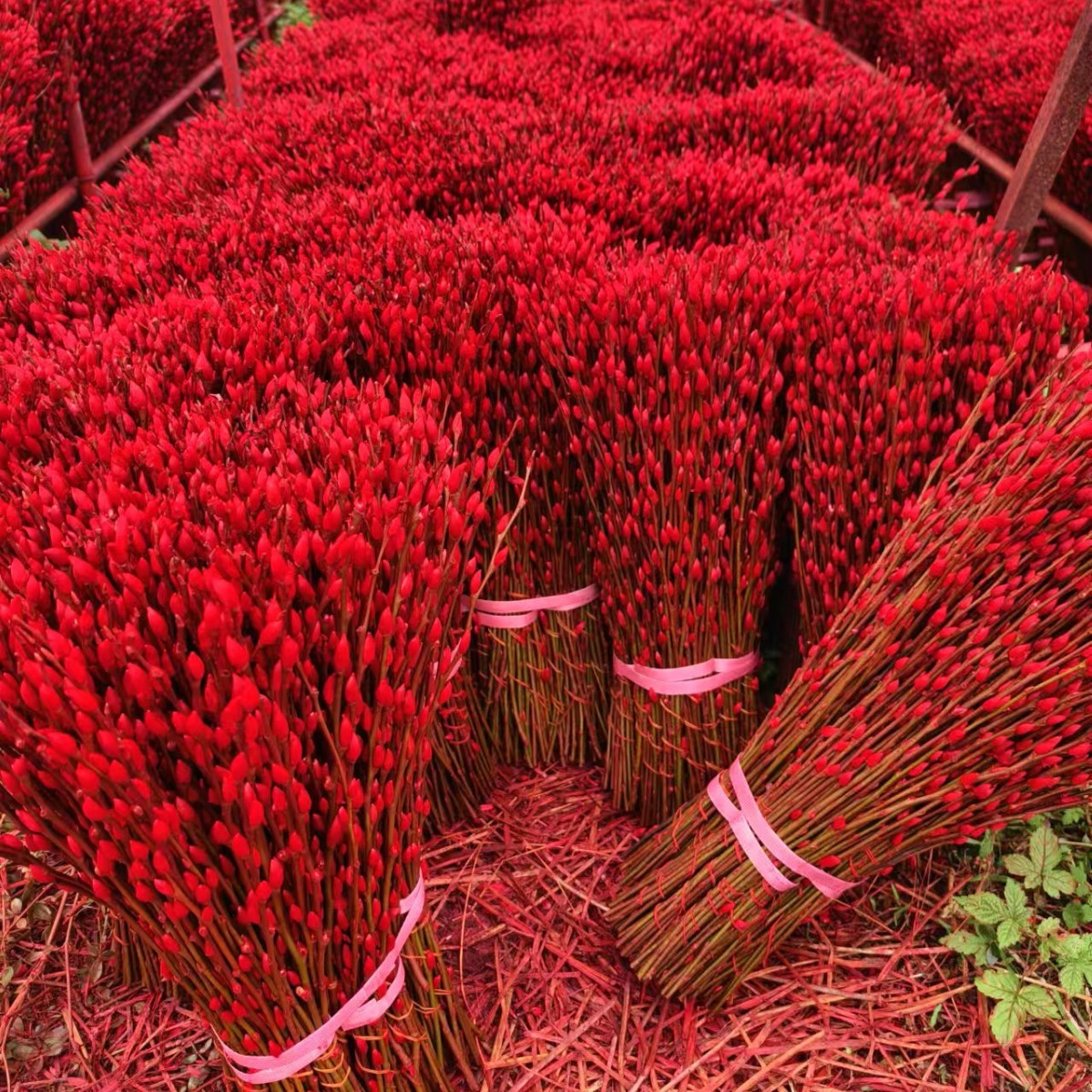 Fresh Branches of Silver Willow, Colorful Willow, Real Flowers, Dried Flowers, Direct Delivery from the Manufacturer Base 60cm Gao Gao, Shipped from Sichuan