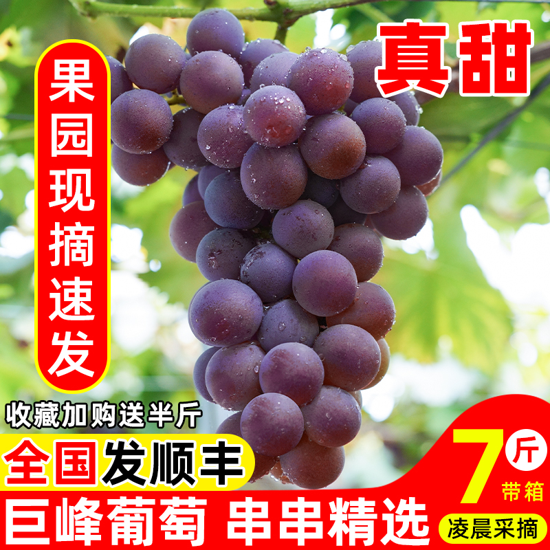 Виноград Кёхо, виноград Пудзян, свежие сезонные фрукты для беременных женщин, 2.5кг целые гроздья, целый ящик с семенами, Sf холодная цепь