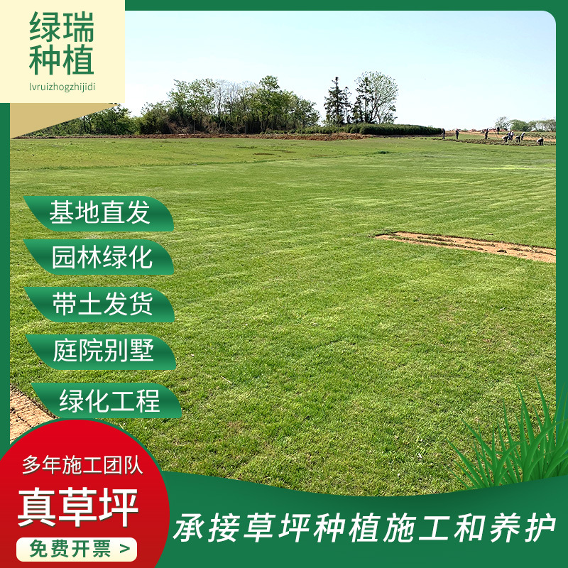 Living Turf Lawn with Soil, No Pruning, Dwarf Bermuda House Garden, Courtyard Greening, Manila Real Lawn