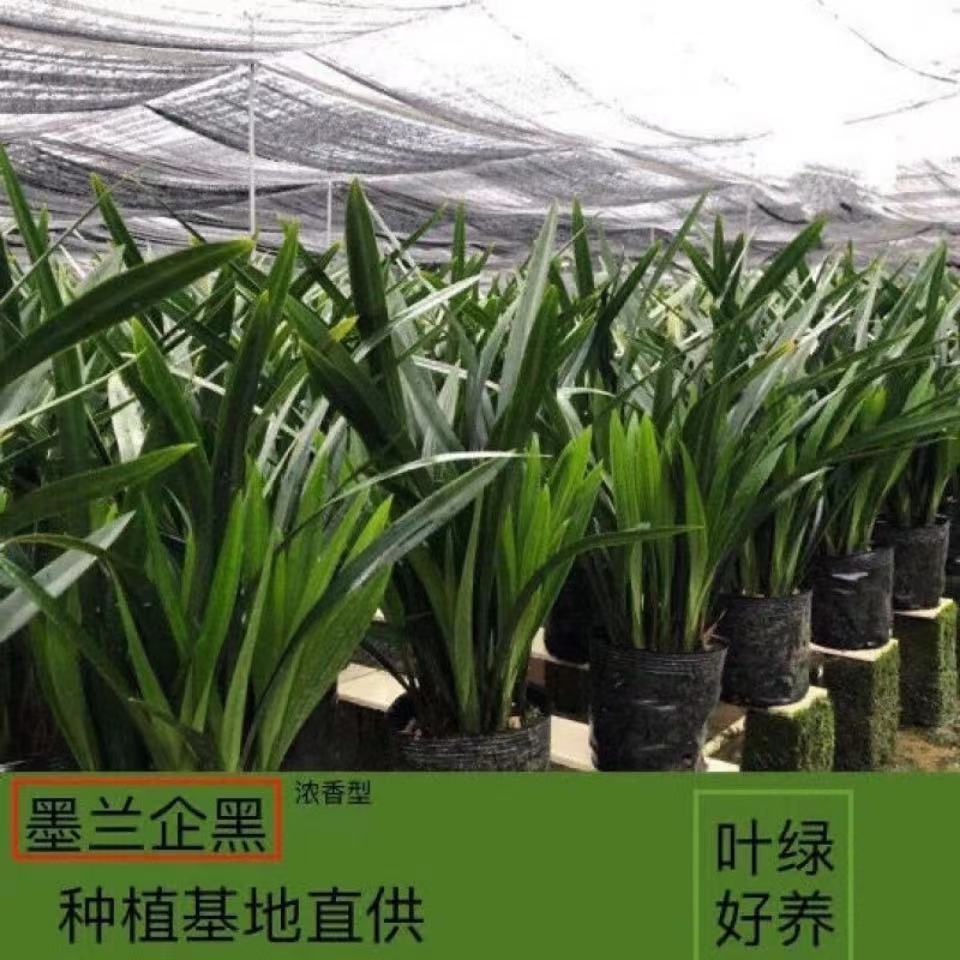 Orchids Bloom in the Same Year, Bloom in All Seasons, Strong-Scented Orchid Seedlings, Ink Orchids, Fragrant Indoor Flowers, Purify the Air