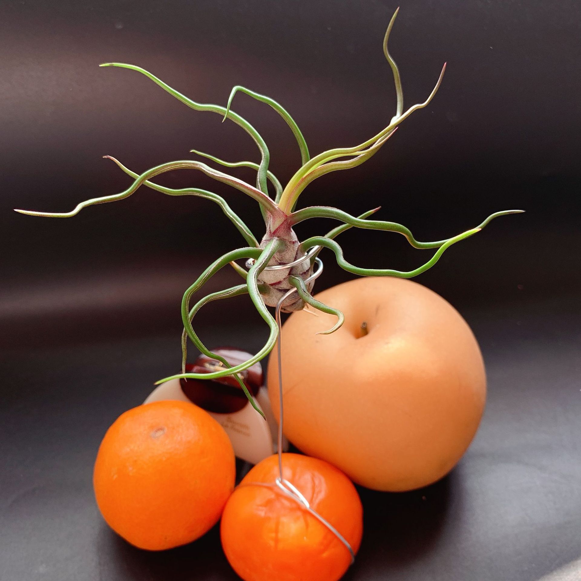 Маленький бабочка-осьминог Прямые поставки от производителя Базовая доставка Воздушный ананас Безземельное растение