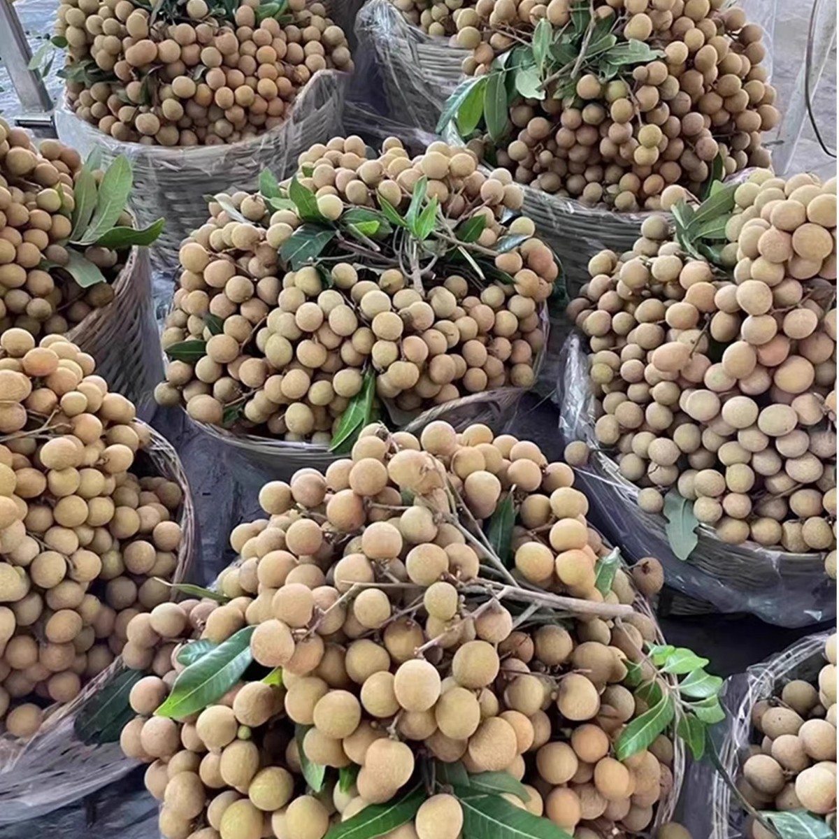 Freshly Picked Wholesale Fruits, Fresh Seasonal Longan, Fresh Fruits for Pregnant Women, Fresh Longan