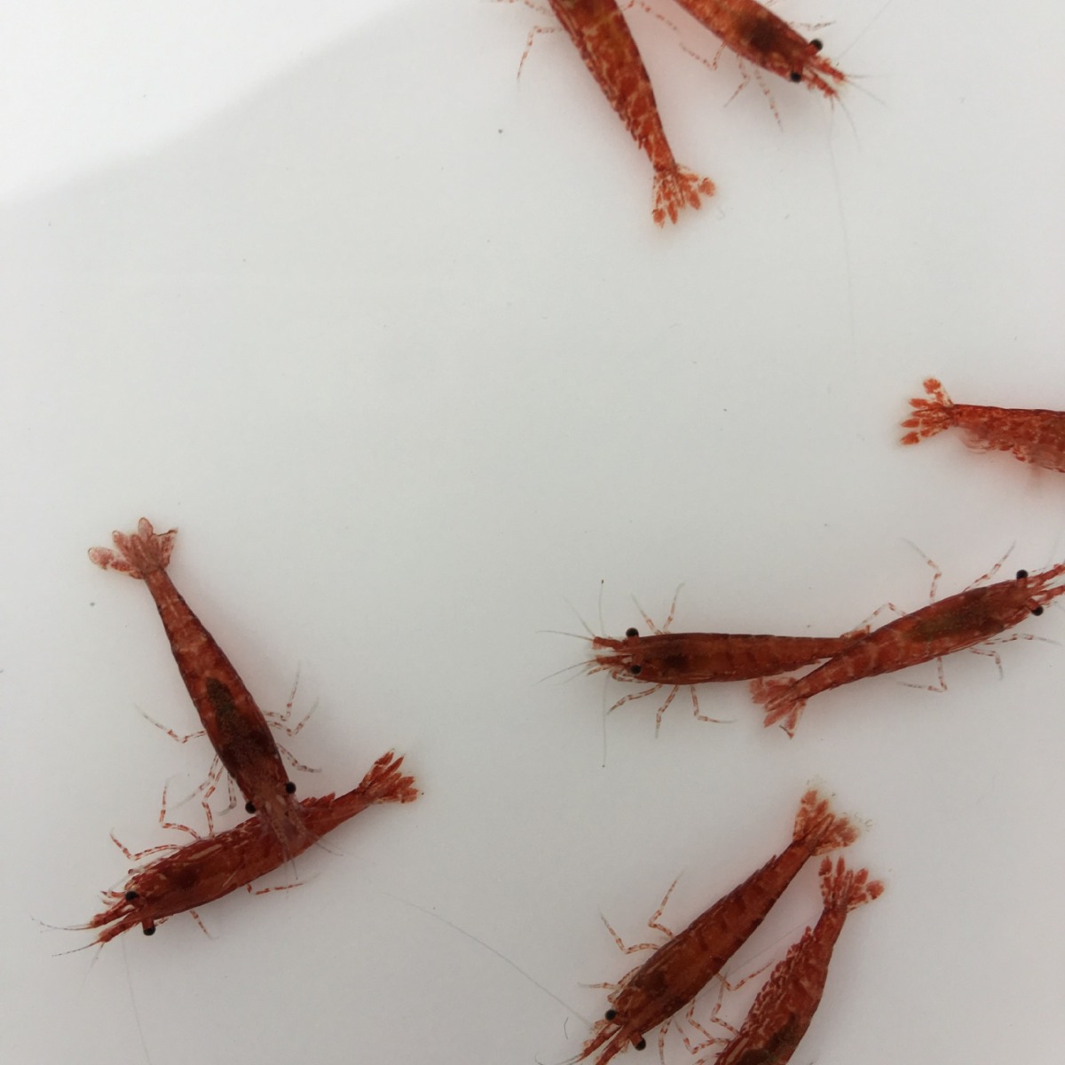 Cherry Shrimp Live Shrimp Ornamental Shrimp Pet Shrimp Small Freshwater Rice Shrimp Owned Fishing Farm Wholesale