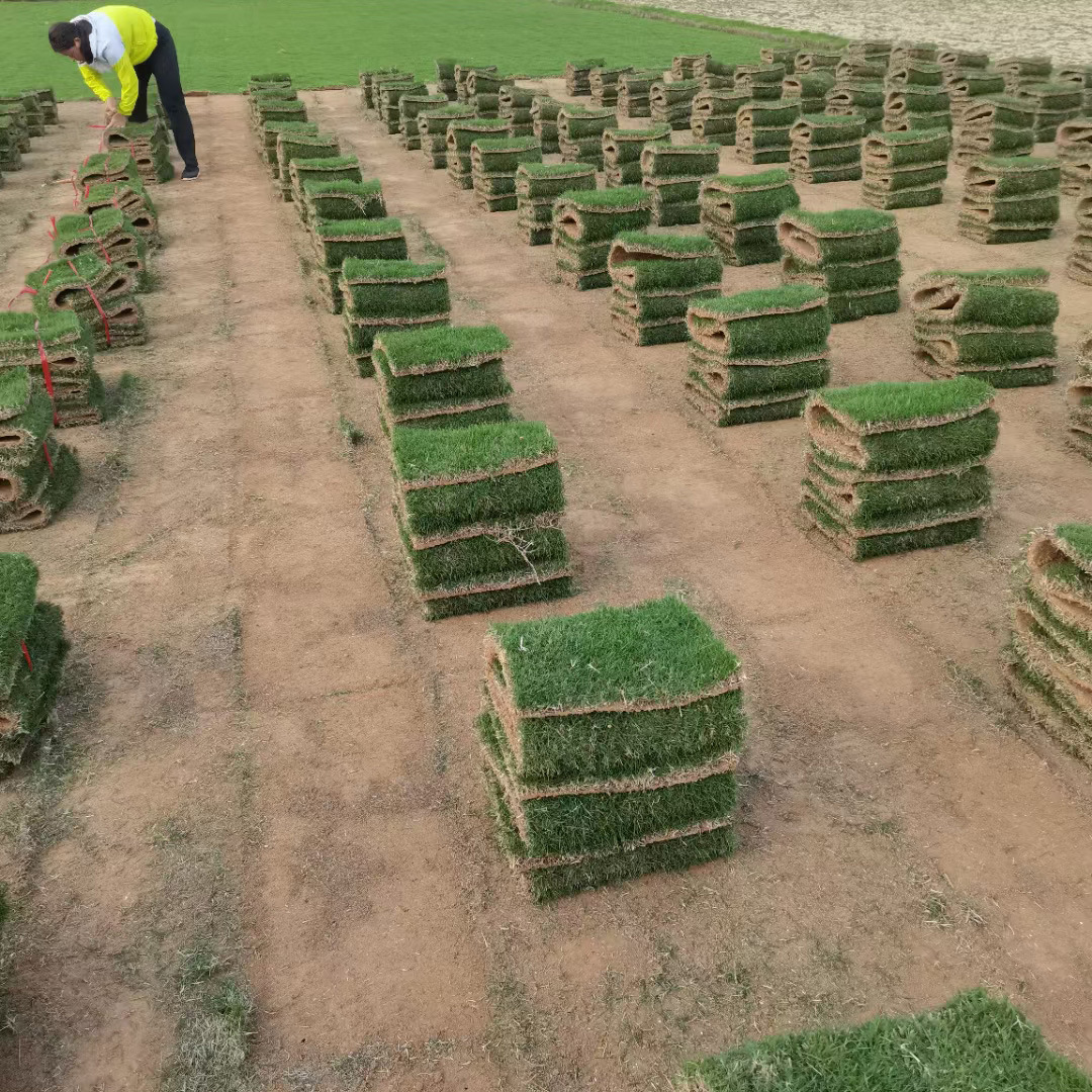 Turf Real Lawn with Soil Manila Trample Type Garden Courtyard Greening Turf Greening Project Lawn