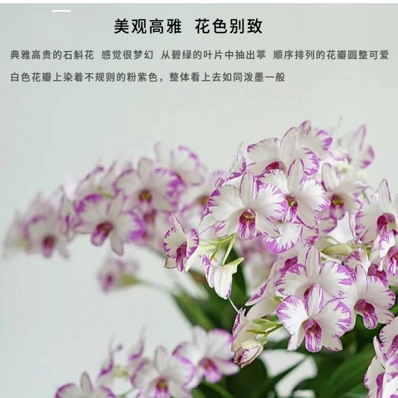 Red Splash Ink Dendrobium Blooms with Special Fragrance Indoor Potted Florals and Green Plants