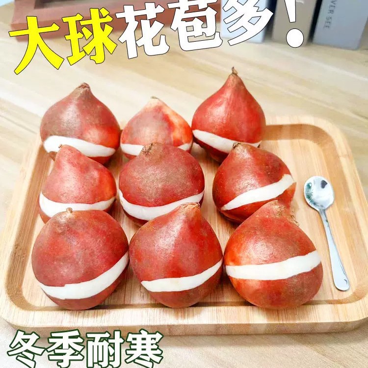 Луковицы тюльпанов, многолетние семена цветов, выращивание в почве, гидропоника, комнатные и уличные цветы, луковичные растения