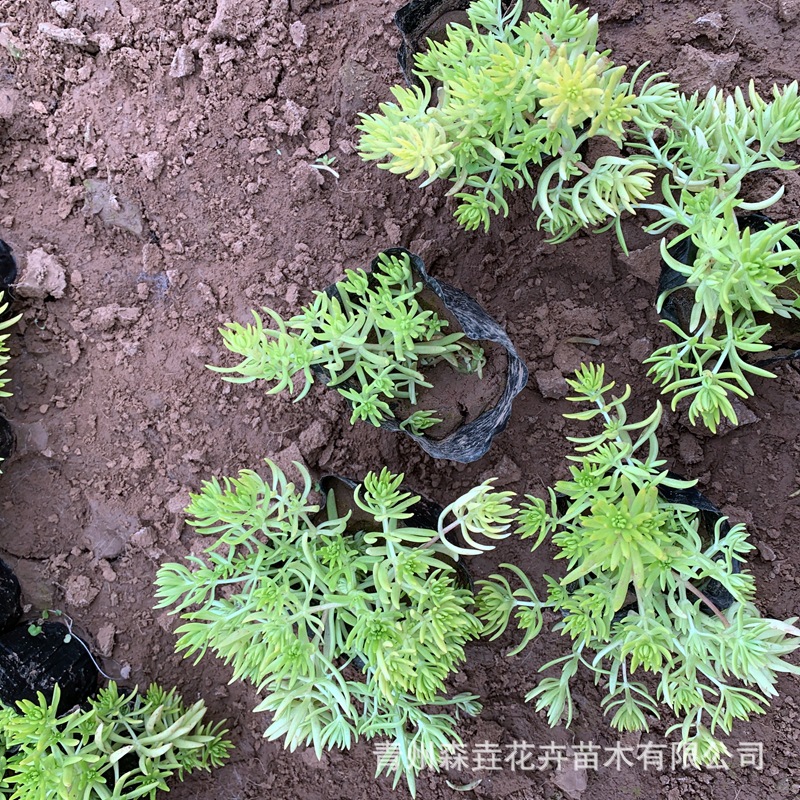 Golden Leaf Sedum Grassland Plant Can Be Viewed in All Seasons Potted Courtyard Rockery Greening Qingzhou Grass Flower Base