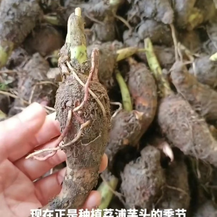 Authentic Guangxi Lipu Taro Seed Lipu Taro Seedlings Guangxi Lipu Taro Seed