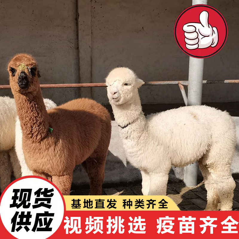 Ферма альпак в Шаньдуне продает искусственно выведенных живых альпак для живописных мест, чтобы покормить и понаблюдать. Альпаки спокойные