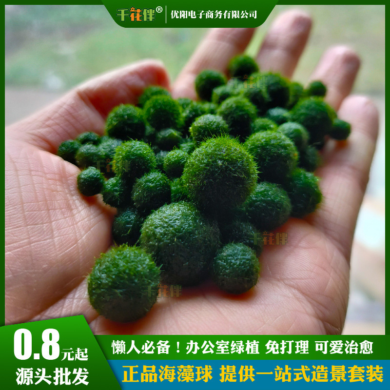 Шар водорослей маримо в экологической бутылке настольный аквариум гидропонное растение водное растение ландшафтный микроландшафт водорослевый шар маримо