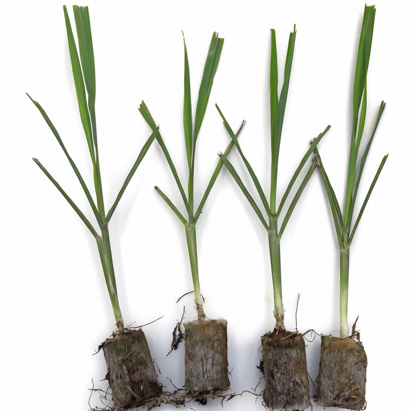 The First Generation of Detoxified Sugarcane Seedlings with Black Skin, Yellow Skin and Green Skin Are Cultured in Tissue Culture and Shipped with Nutrition Cups