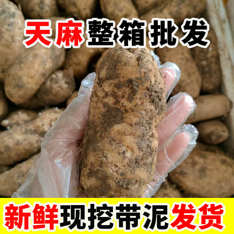 Свежая тяньма, только что выкопанная в дикой природе, имитация дикой тяньмы из Гуйчжоу и Юннани, тяньма из Чжунъяна, уличные палатки и выставки