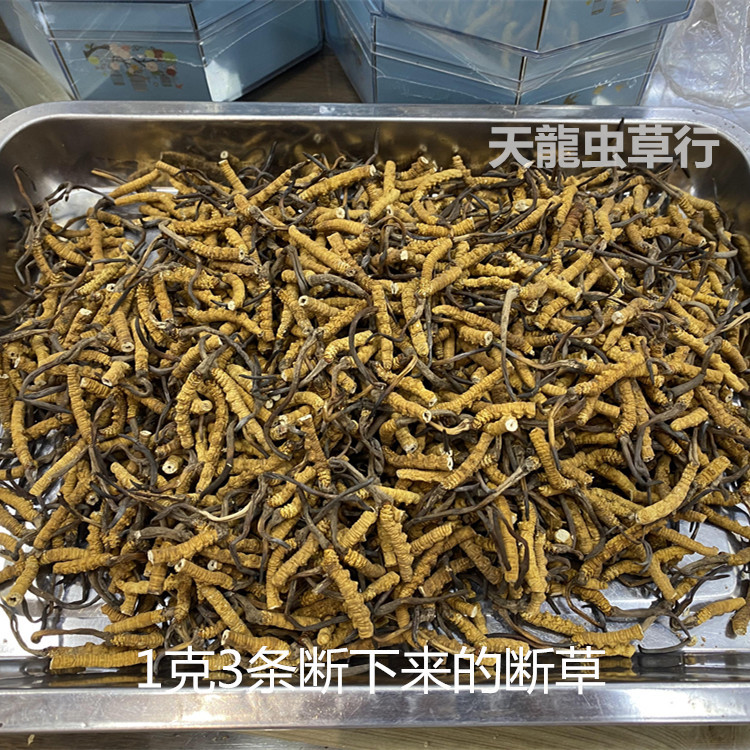 Xizang Cordyceps with tail and broken grass