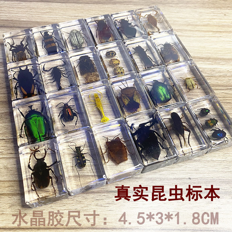 Real Resin Insect Specimen Real Worm Beetle Spider Spade Clay Cerambyn Scorpion Mantis Locust Amber Specimen Ornament