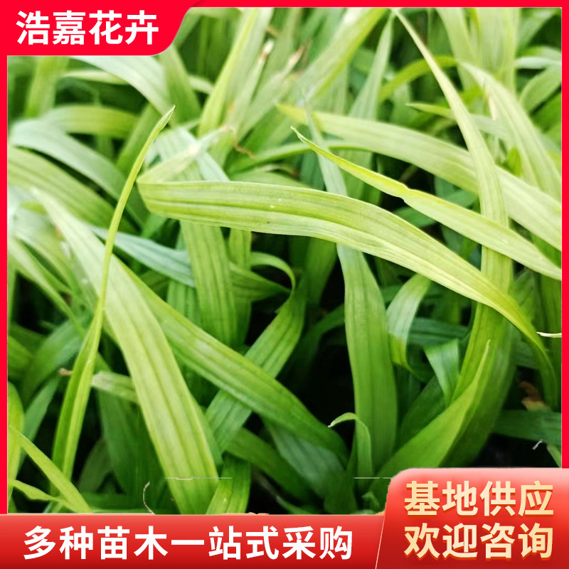 Orchid Panax Notoginseng Seedlings, Lucky Grass Perennial Plant Seedlings, Cold-Resistant Four-Season Evergreen Ornamental Seedlings, Orchid Panax Notoginseng Seedlings