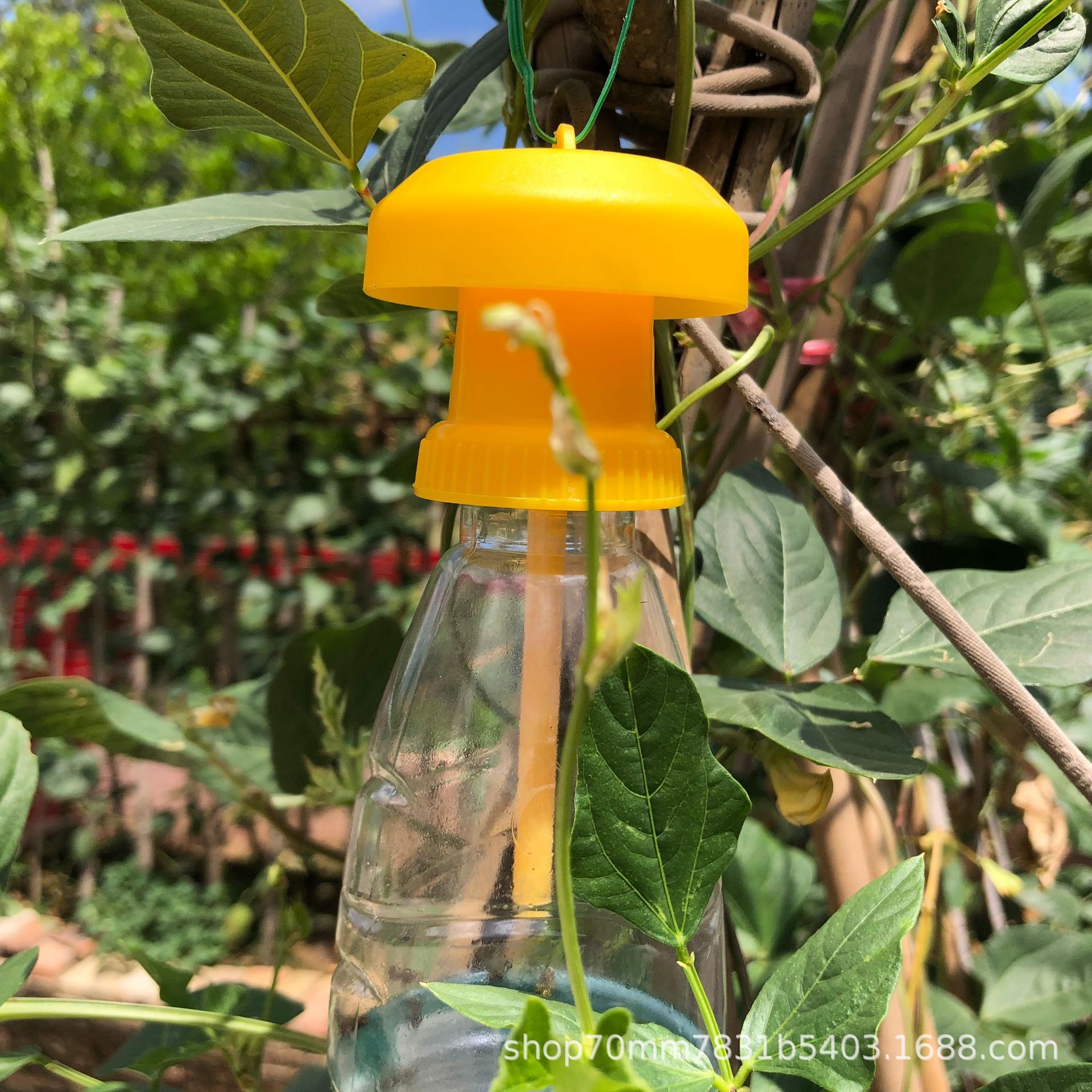 Wholesale Fruit fly trap cover with fruit fly lure use fruit fruit fly pheromone needle trap