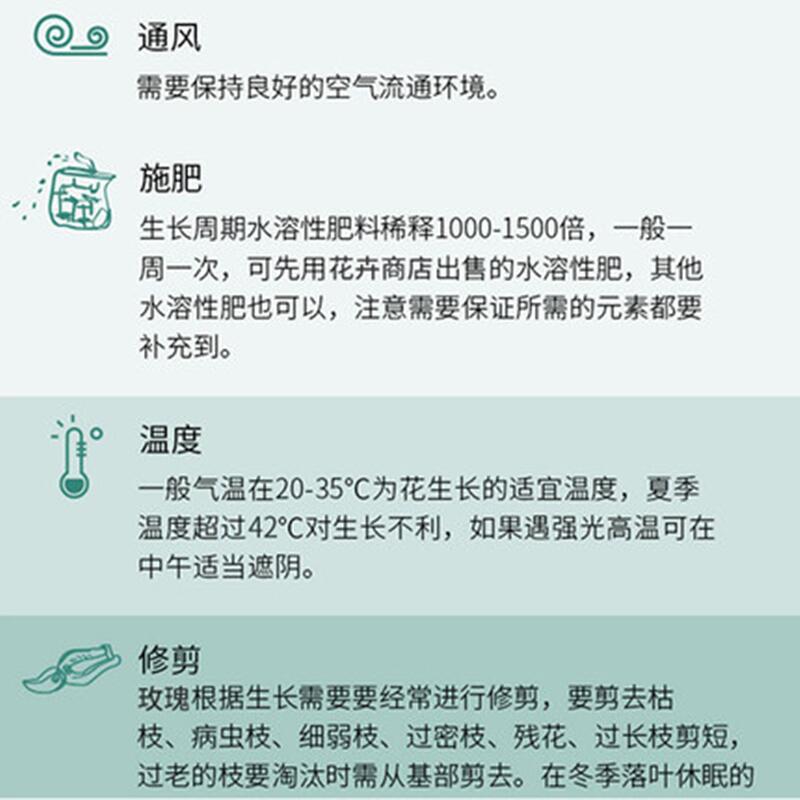 Wholesale Rose Seedlings, Old Seedlings, Rose Seedlings, Old Piles, Rose Seedlings, Greening Rose Flowers, Rose Seedlings, Four-Season Potted Plants