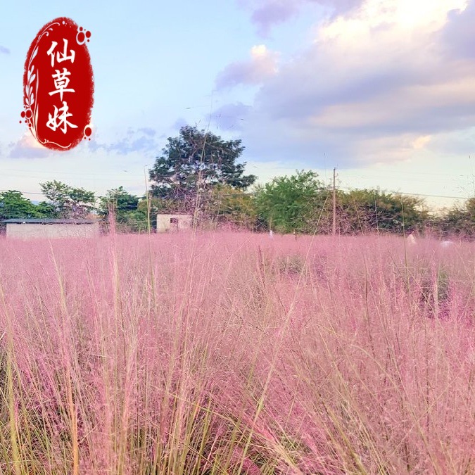 Базовые материалы, многобудный злак, многолетний декоративный злак, цветы и морские цветы