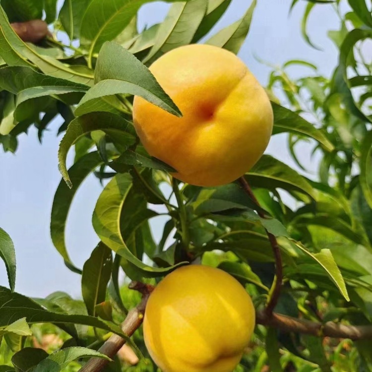 База имеет большое количество оптовых саженцев масляного персика и желтого персика высотой 1 м, позднеспелые крупноплодные саженцы персика Цю Тун