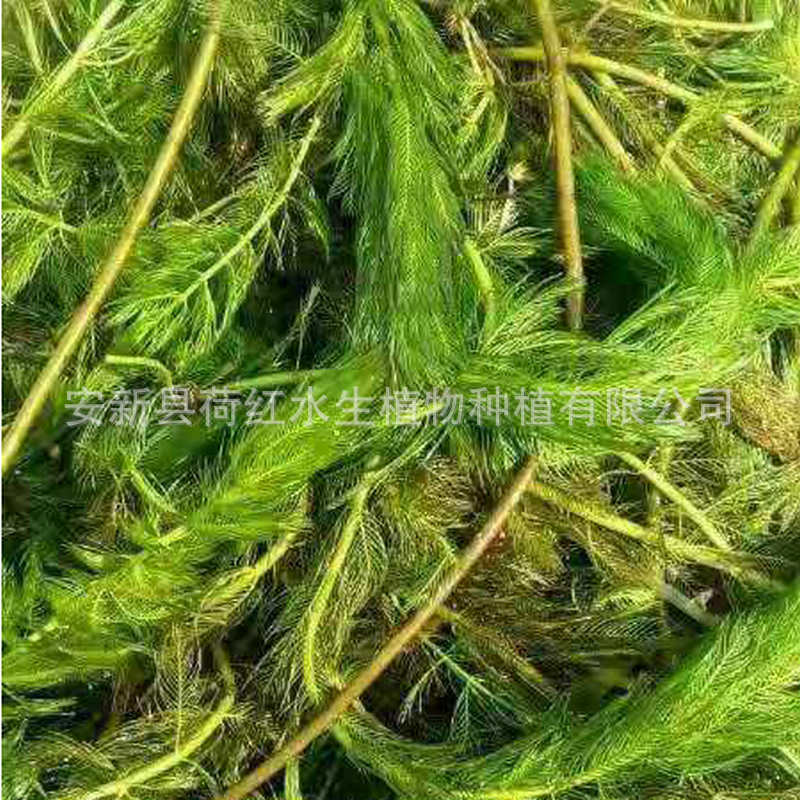 The Base Directly Supplies Various Aquatic Emergent Plants, Spiky Foxtail Algae, Water Quality Purification, Spiky Submersed Plants, and Package Planting