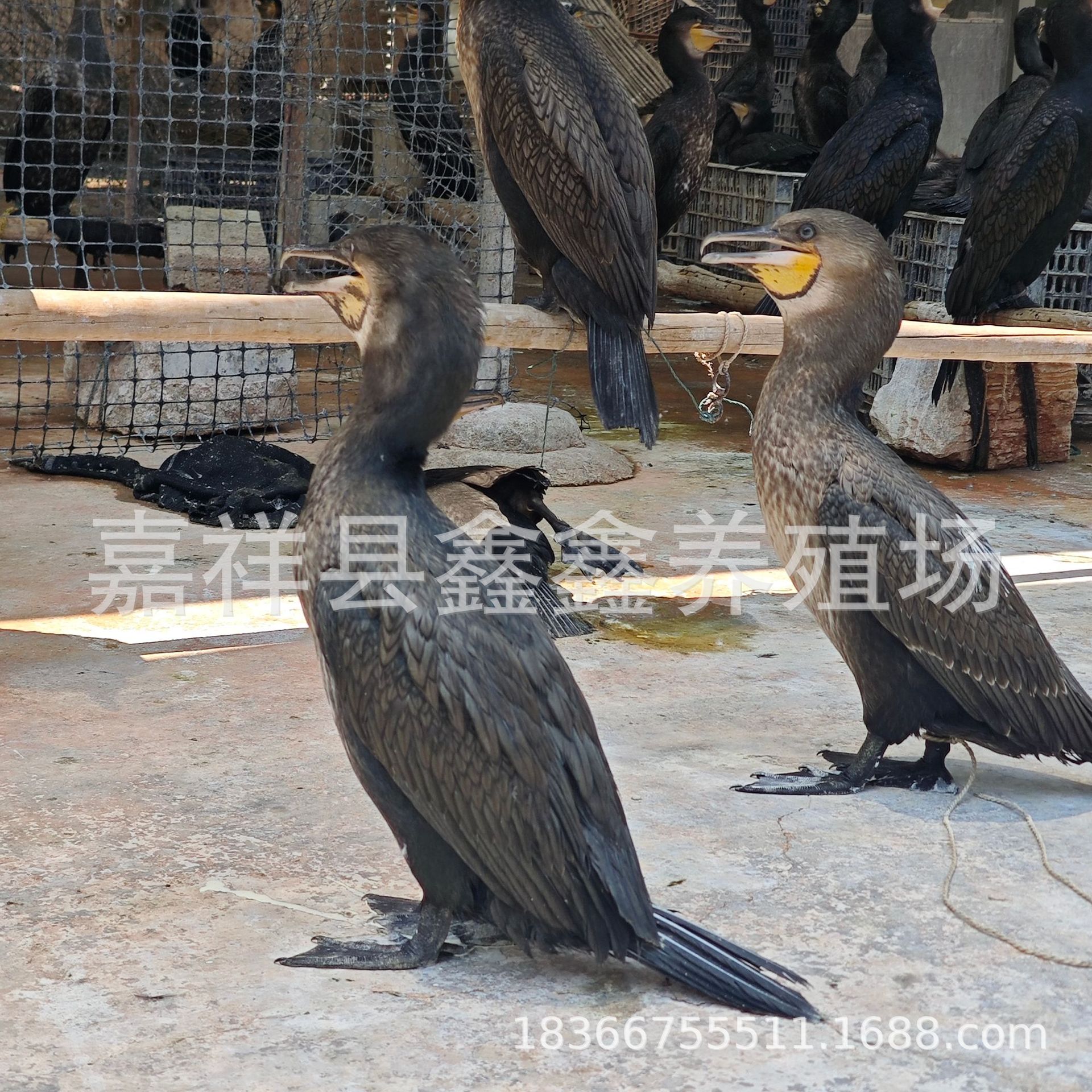 Live Cormorant Breeding Farm Sells Large Quantities of Fish-Catching Cormorants. Wetland Park Performance Fish-Catching Cormorant Seedlings Price