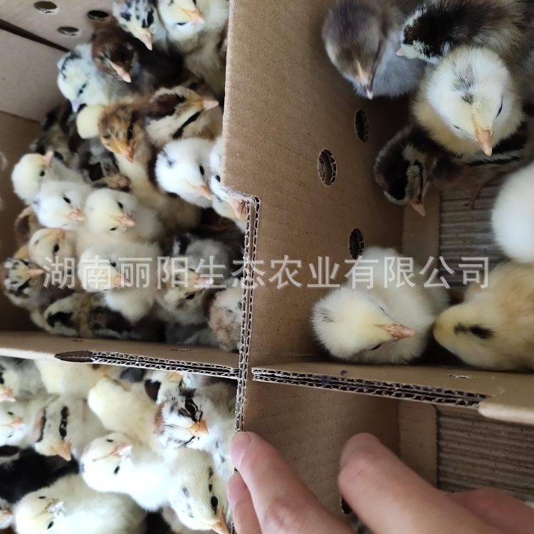 For Sale Are Live Que Mountain Chicken Chicks, Guinea Chicken Chicks, Imperial Concubine Chicken Chicks, Colorful Pheasants, One-Day-Old Chicks Out of the Shell