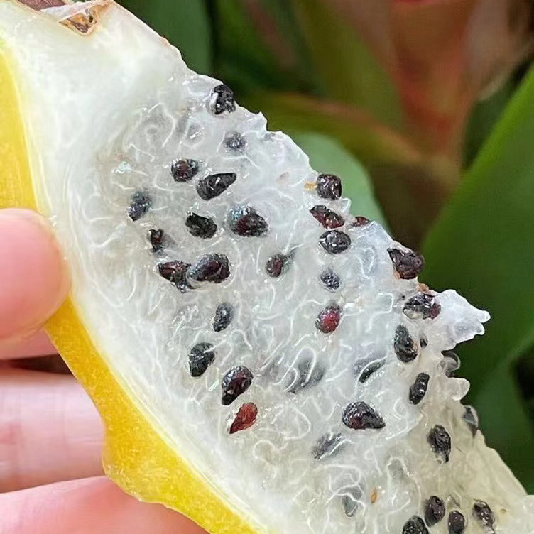 Authentic Kirin Bird's Nest Fruit 2.5kg Whole Box Fresh Tropical Fruit Yellow Skin Wholesale Free Shipping 1.5kg Yellow Dragon Fruit