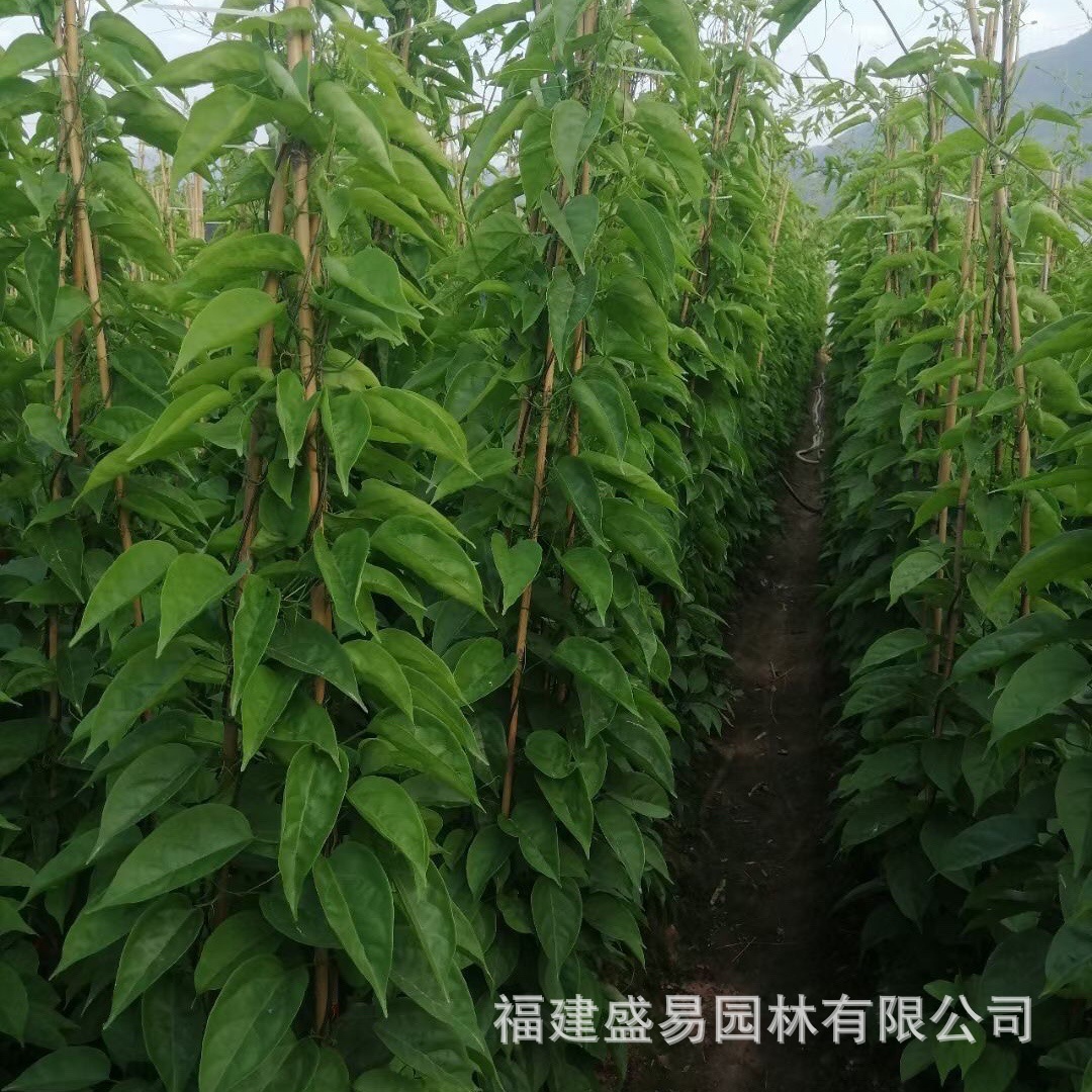 Sichuan Firecracker Flower Wholesale Fujian Firecracker Flower Price Zhangzhou Firecracker Flower Base Firecracker Flower Supply Firecracker Vine