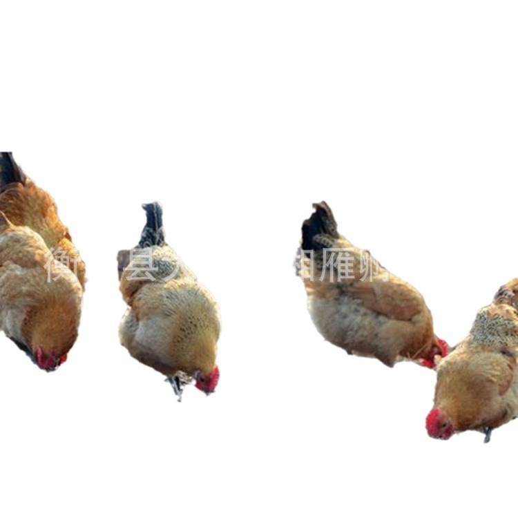 Wholesale Native Chicken Seedlings, One-Day-Old Live Green-Footed Hemp-Feathered White-Meat Female Seedlings, Egg Chicken Seedlings, Free-Range Mountain Chickens