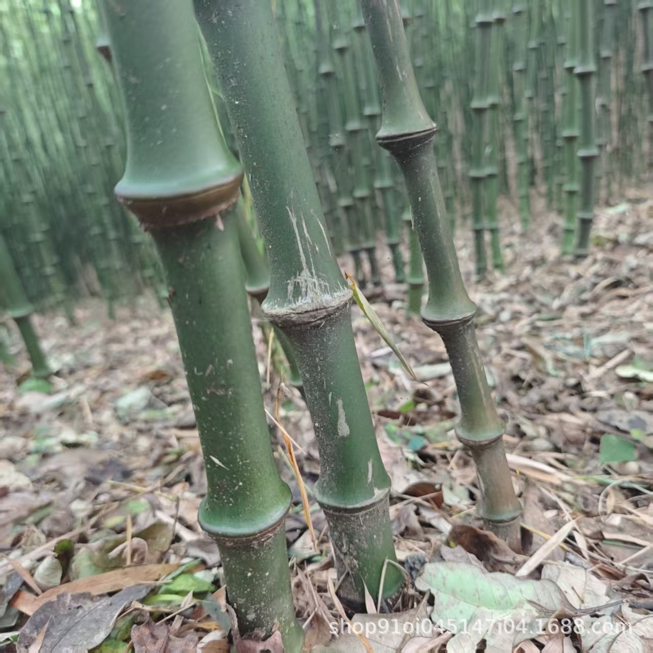 Manufacturer Supplies Bamboo Poles, Bamboo Materials, Whole Bamboo for Furniture, Home Goods Materials, 3-5 Year Old Bamboo