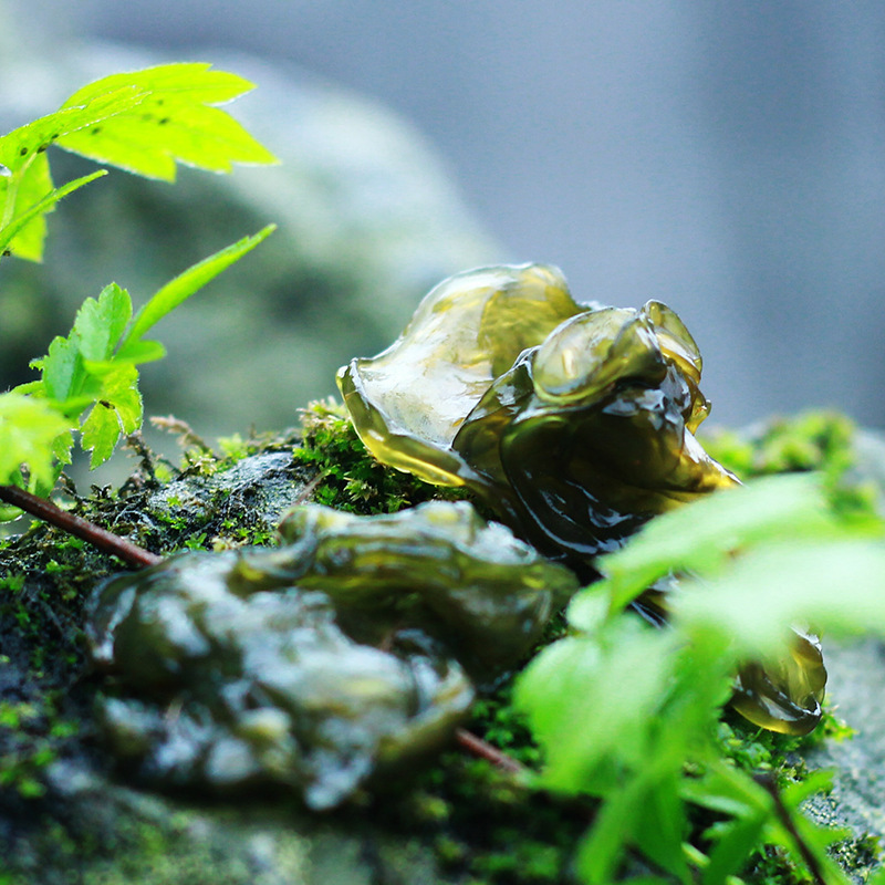 Dipicai 25g Dry Goods No-Wash Ground Soft Ground Dida Vegetable Rhizopus Fungus Soil Specialty Wholesale Bulk Delivery