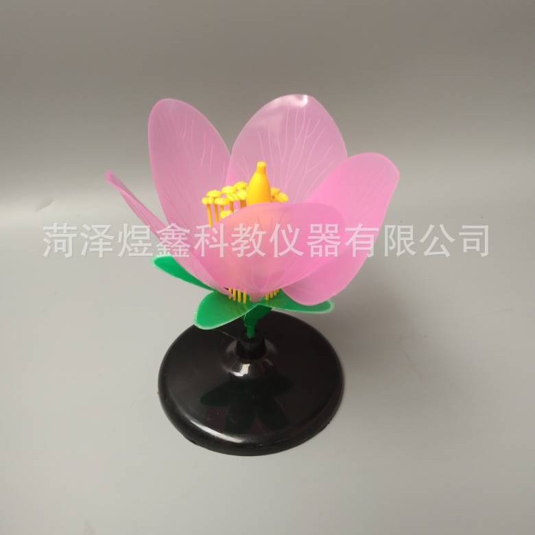 J33007 Peach Blossom Model Biology Teaching Model Peach Blossom Display Model