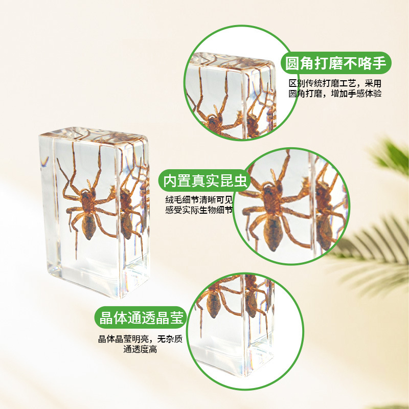 4 # Medium Book Town Insect Ocean Butterfly Specimen Amber Ornament Insect Center Hot Selling Popular Science Exhibition Study Gift