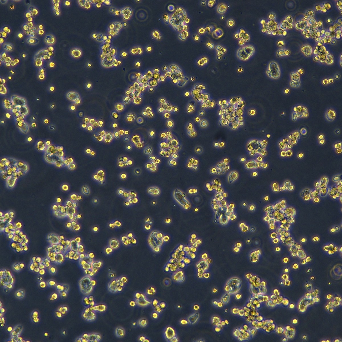 Meisen Ctcc Meisen рак печени человека, штам, устойчивый к сорафенибу Hepg2/Sorafenib