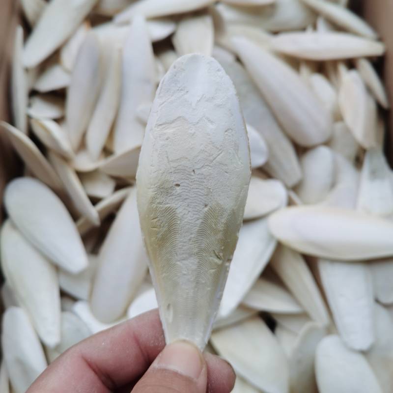 Source factory trimming cuttlefish bone pure natural parrot hamster pet calcium molar bird appliance cuttlefish bone string