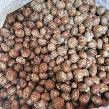 Wholesale rubber tree fruit rubber fruit rubber seed bird egg fruit bodhi