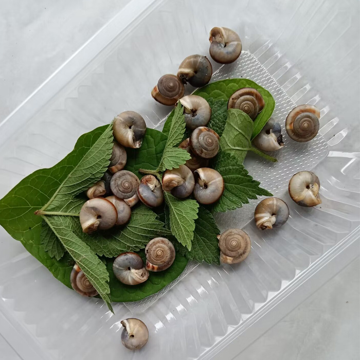 Живые улитки для научного образования студентов, улитки для наблюдения в детском саду, садовые улитки случайных размеров, отправка в сумках